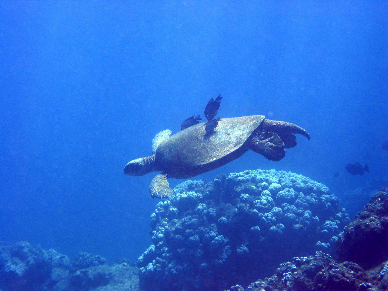 Fish Cleaning Sea Turtle